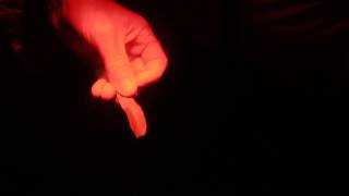Best colour for Night searches? Using White Blue Green Or Red Light During Nightops