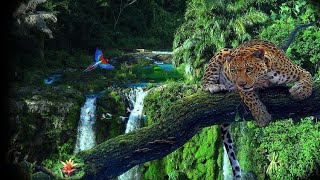 Beautiful Rainforest 4K |  Rainforests Around the World