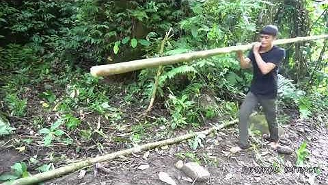 Sống sót trong rừng mưa nhiệt đới, tập 2!