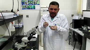 O que passa pela lâmina cribriforme?