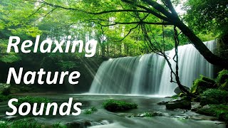 Relaxing Nature Sounds: Waterfall and Singing Birds for Relaxation, Sleeping (No Music)