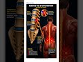 Your Back Pain Is NOT From Muscle