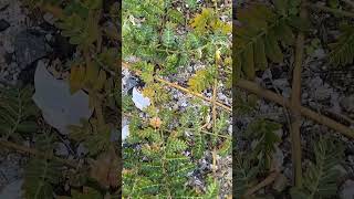 Тестобустер #трибулус #якорцы #tribulus #tribulusterrestris #якорцыстелящиеся