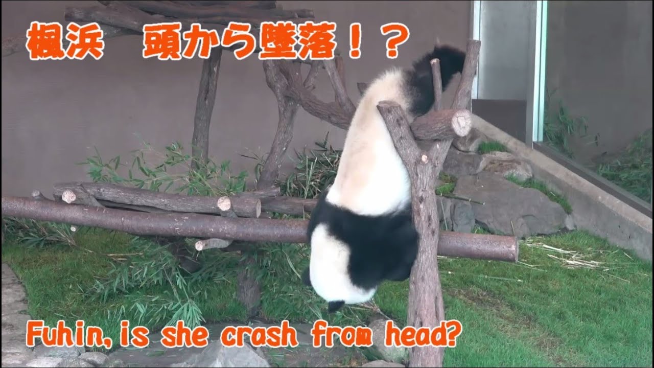 取扱 店 大阪 未使用 パンダコースター6枚セット 6dff67d8 爆買い Pn Batam Go Id