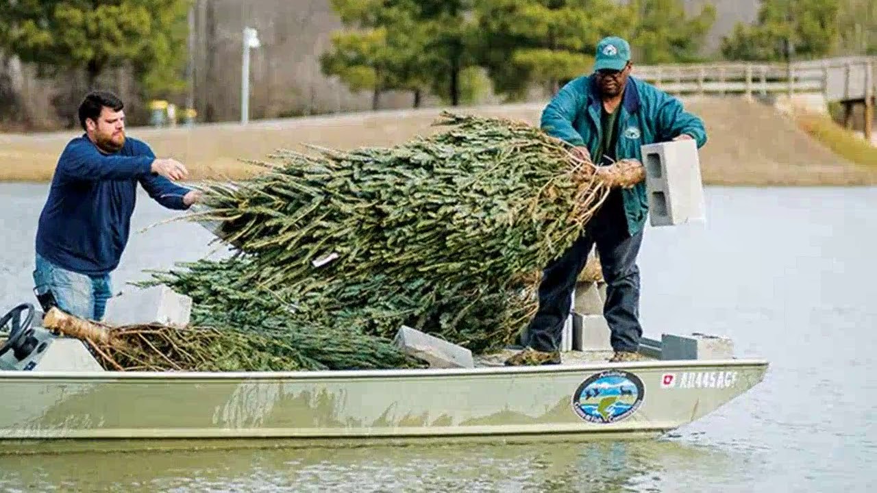 Heres what happens to unsold Christmas trees YouTube