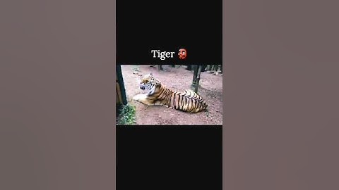 Scary sound of big cats #viralvideo #bigcats