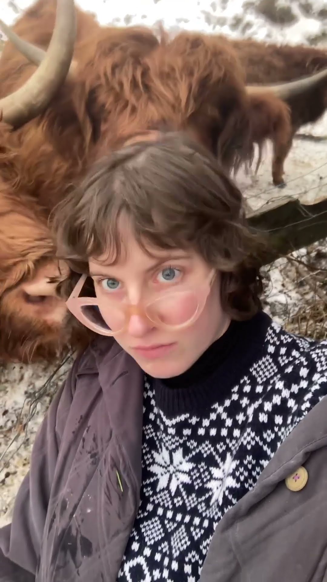 Highland Cattle Photo Op Gone Wrong || ViralHog