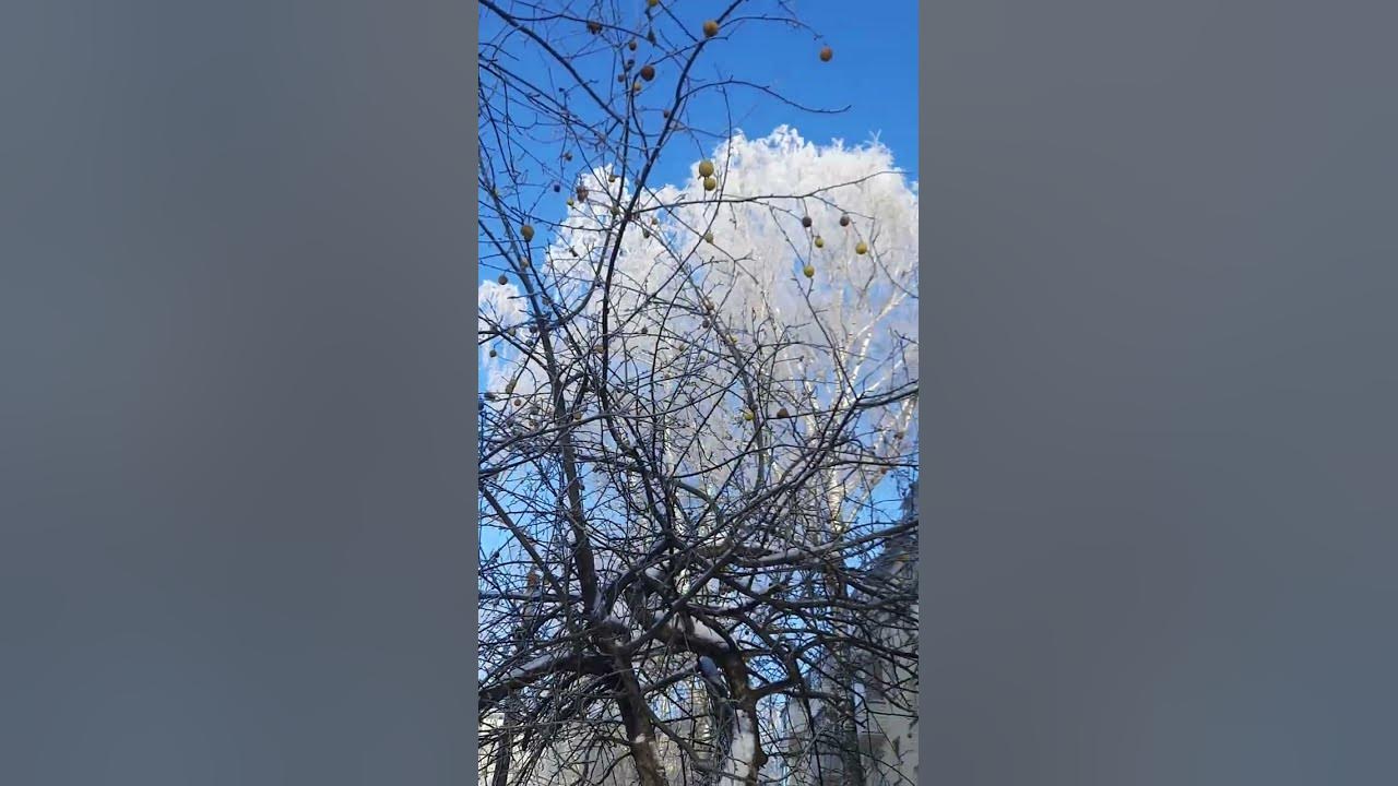 яблоня у дома - YouTube