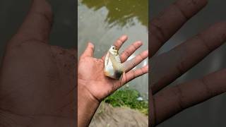 (Puti Fish) Amazing Puti Fish 💯 Resimi