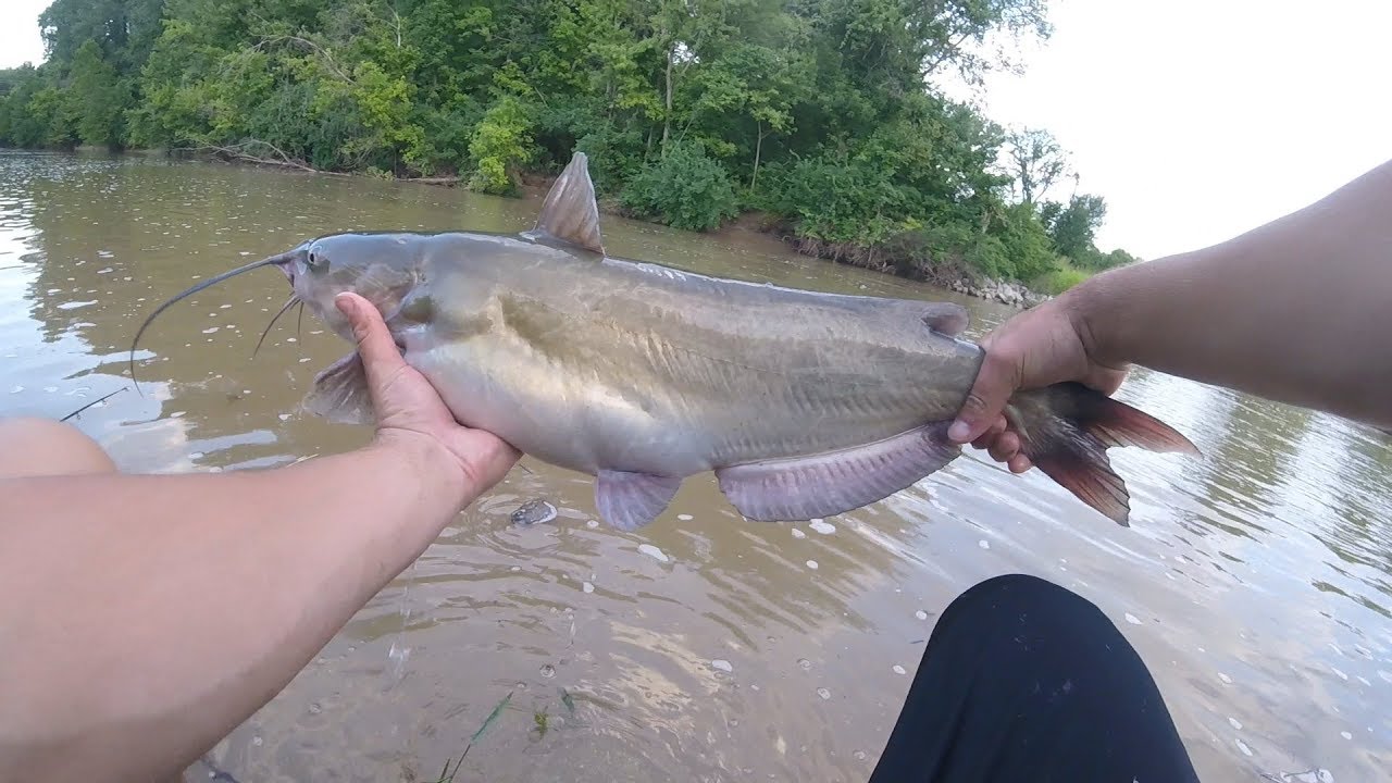 Catching Channel Catfish After 6" of Rain YouTube