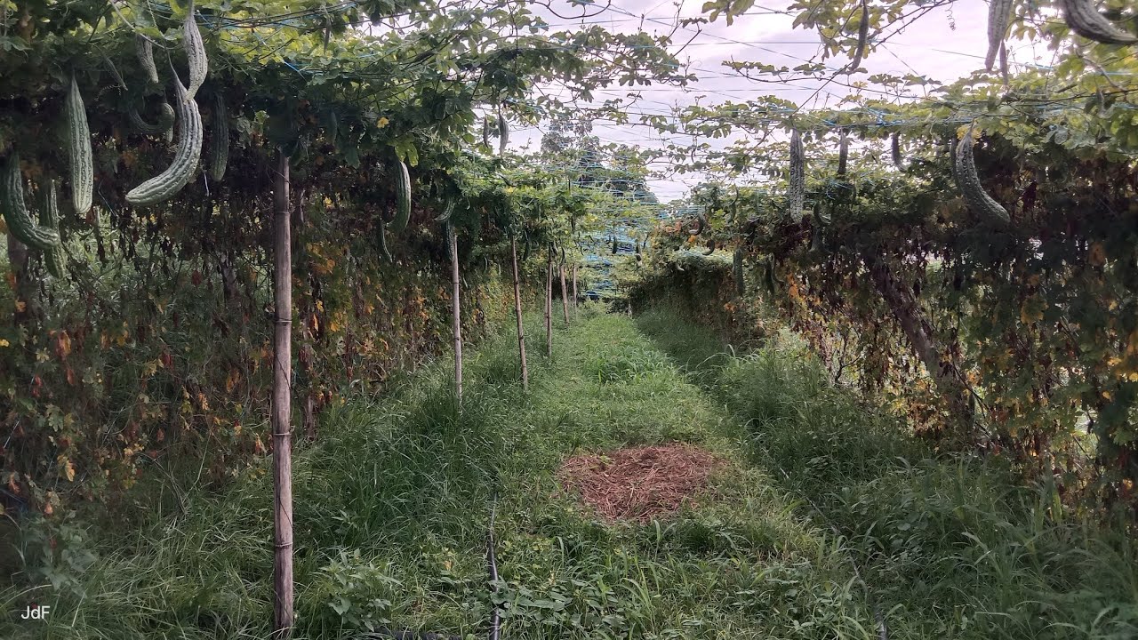 KAYA BA UMABOT NG 5 MONTHS ANG BARAKO NA AMPALAYA?