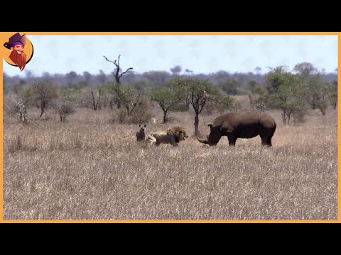 15 Heavy Battle Where Rhinos And Lions Take The Stage