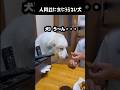 人間並に食にうるさい愛犬 #グレートピレニーズ #大型犬 #いやしわんこ #greatpyrenees #愛犬