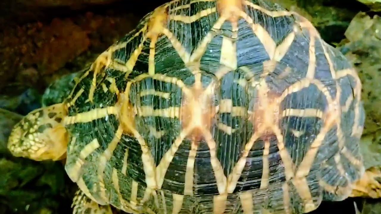 Amazing Facts about the Indian Star Tortoise 🐢 