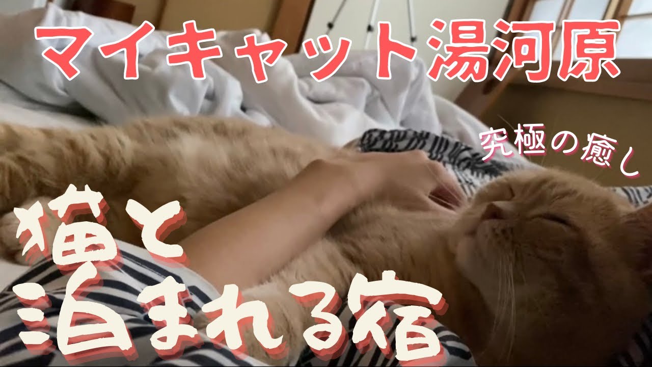 猫カフェの猫と泊まれる旅館【まいきゃっと湯河原】帰りたくないです・・・