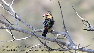Slideshow with 140 of my favourite bird pictures
