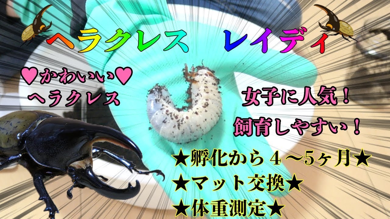 ヘラクレスレイディ幼虫 maxresdefault.jpg