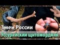 Уссурийский щитомордник. Ядовитые змеи России