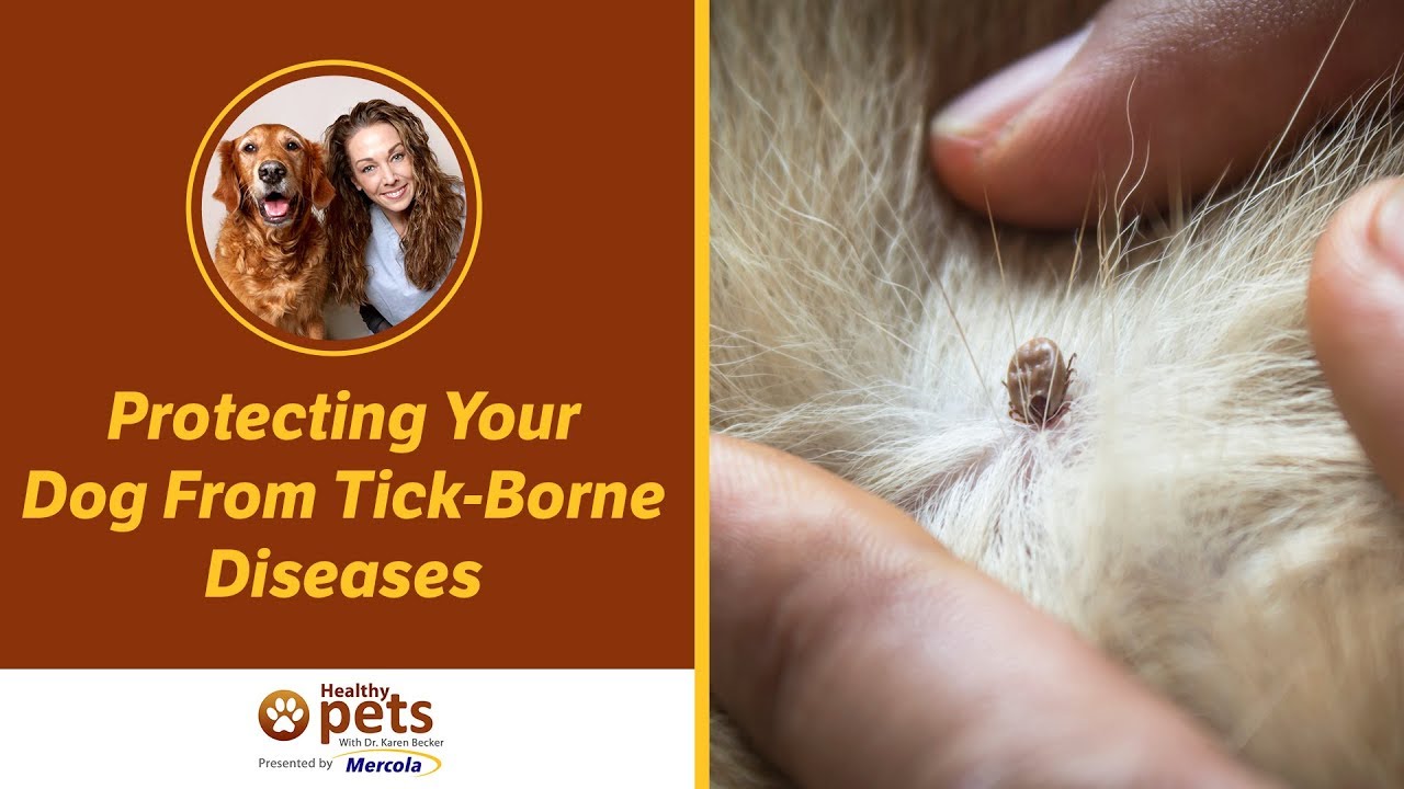 Protect Yourself From Tick-Borne Illness