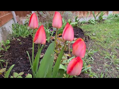 วีดีโอ: ทิวลิปคู่ (46 รูป): ชื่อของดอกทิวลิปสีแดงและสีขาวพันธุ์เบลิเซียต้นและความสมบูรณ์แบบของไลแลคหลายดอก, ดอกมิแรนดาตอนปลาย