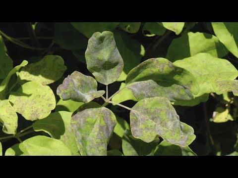 Video: Algemene Crepe Myrtle-probleme - Inligting oor Crepe Myrtle-siektes en Crepe Myrtle-plae