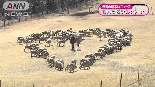 ヒツジが祝うバレンタイン　千葉・マザー牧場(15/02/15)