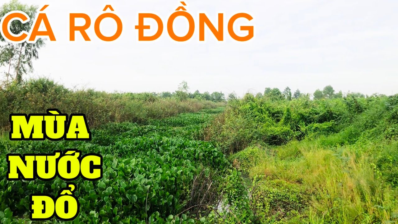 Câu CÁ RÔ ĐỒNG Trúng Con Nước PHÙ SA Đổ Về / CÁ Chịu Ăn Là Đóng CẦN Sướng Tay@Caucalongan62 