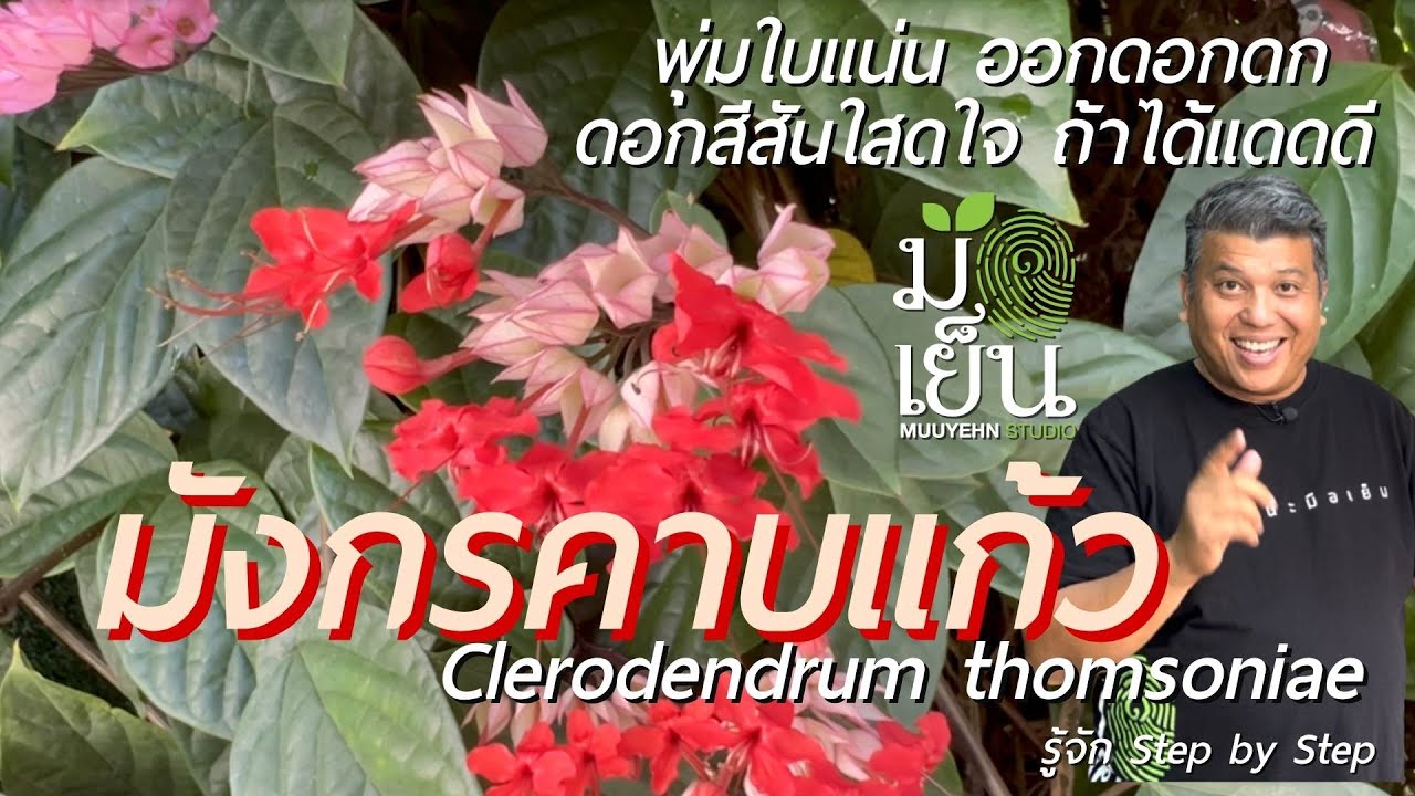 มังกรคาบแก้ว พุ่มใบแน่น ออกดอกดก ดอกสีสันใสดใจ ถ้าได้แดดดี Clerodendrum thomsoniae