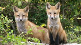 Family of Fox moved in