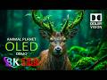 Cinematic Nature OLED HDR Test 8K | Dolby Vision 120fps (16K/4K Video TV)
