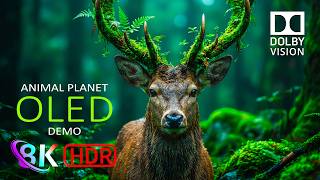 Cinematic Nature OLED HDR Test 8K | Dolby Vision 120fps (16K/4K Video TV)