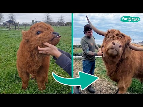 Moo-raculous Moments: The Ultimate Cow Comfort Compilation | Furry Tails 🐮✨