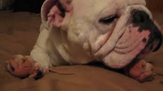 Shelby the Bully Snoring #shorts #bulldog