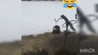 Funny squirrel Fails