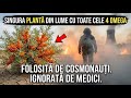 Mai Puternică Decât Somonul. Singura Plantă Din Lume Cu Toate Cele 4 Omega. Ai Auzit Vreodată De Ea?