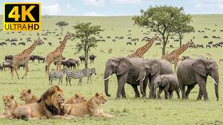 Wildlife Wonders Of Safari Animals 4K - Beautiful African Ecosystems with Soft Piano Music🌿 screenshot 5