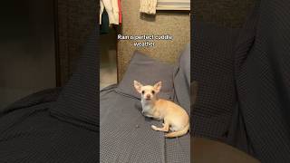 I don’t think Emmy wants to 😭 #trashygas #gio #chihuahua #emmy #lol #dog #dogs #pet #pets #dogshort