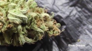 400W LED Closet Grow Harvest Results Overall grow specs... Ocean Forest Soil 3 gal pots Fox farm tiger bloom nutrients 400w Mars II LED light 4 clones picked up at