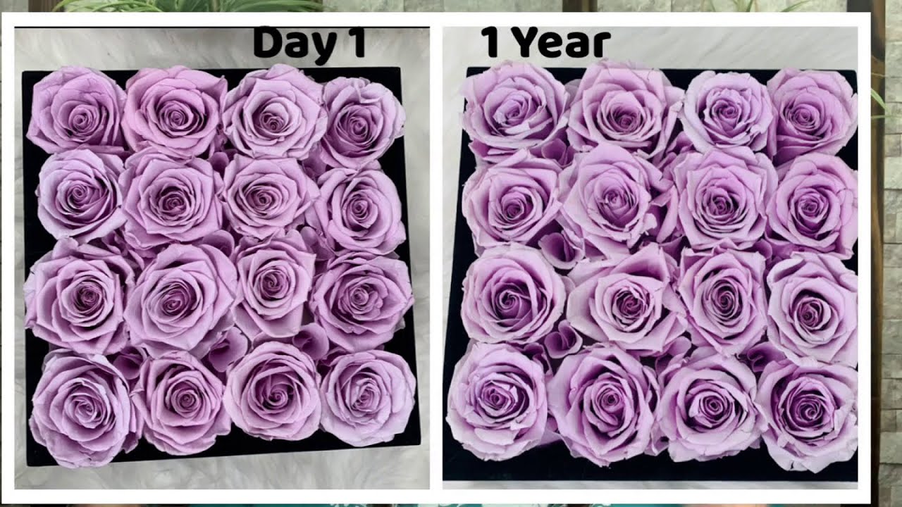1 YEAR UPDATE REVIEW ROSE FOREVER New York Preserved Roses YouTube