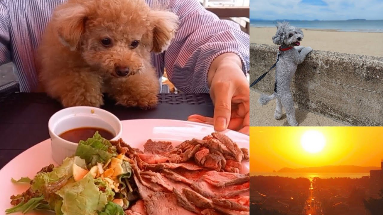 福岡の犬🐶と行けるカフェ①』カフェ周辺の犬と遊べるスポットもご紹介