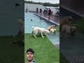 #trendingshorts #gadgets #dog
