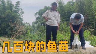 英子和老公一起去买鱼苗，一次性买了几百块，养着留到过年吃！【农村小英子】