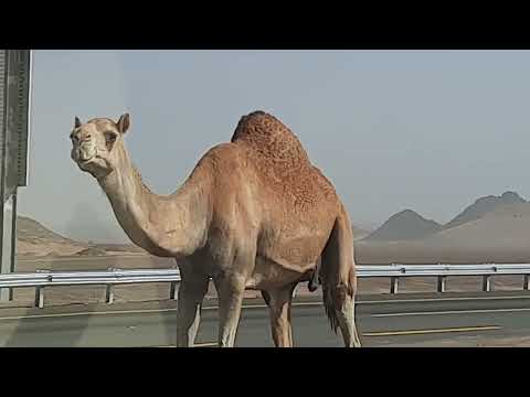 Amazing *CAMEL CROSSING* on DESERT ROAD in Saudi Arabia, late April 2022