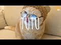 TuTu (remix cute) - Alma Zarza // (Vietsub + Lyric) Tik Tok Song