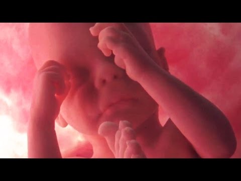 Foetus in the Womb - Human Development Instructional Video