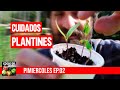 Qué hacer para que tus plantines crezcan a full? #PIMIERCOLES Ep.2