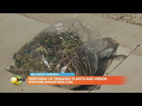 Melinda’s Garden Moment – how to dispose of diseased plant material and weeds