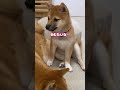 姉柴と一緒に寝たい子犬 #Shorts