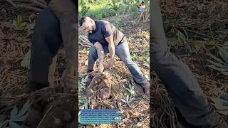 Giant Cassava Harvest! Farmers Pull Massive Roots from the Ground 🌱 #harvest #farmlife #people #work