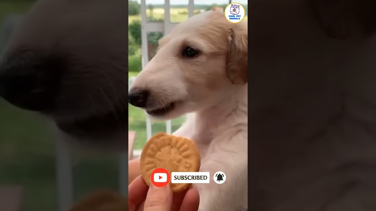 Dogs Eating Biscuits🐕‍🦺🐶